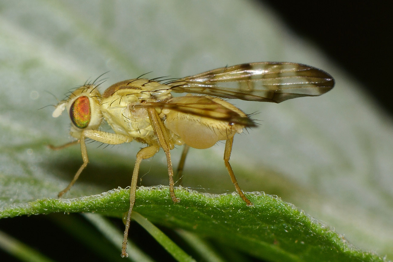 Terellia fuscicornis, maschio, con ghiandole esocrine producenti feromoni